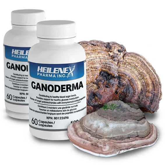 Heilene Ganoderma Applanatum Natural Health Product - Health Canada Licensed NPN 80122696